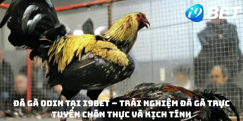 Đá gà Odin tại i9bet – Trải nghiệm đá gà trực tuyến chân thực và kịch tính