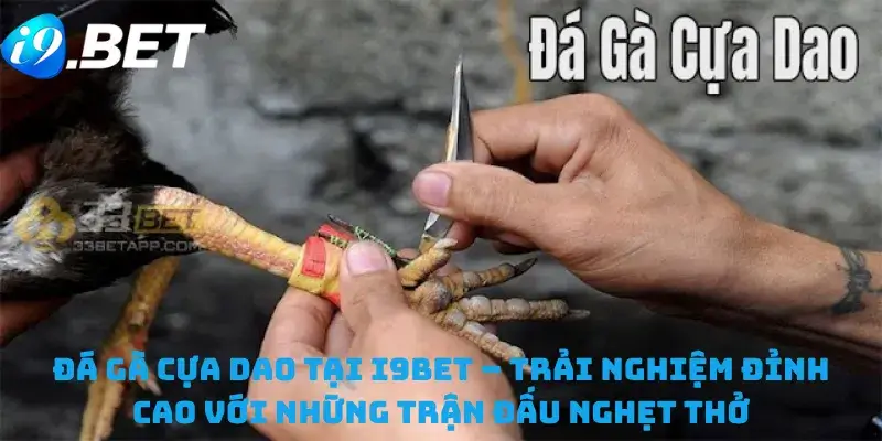 Đá gà cựa dao tại i9bet – Trải nghiệm đỉnh cao với những trận đấu nghẹt thở